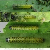 pi brassicae larva2 volg
